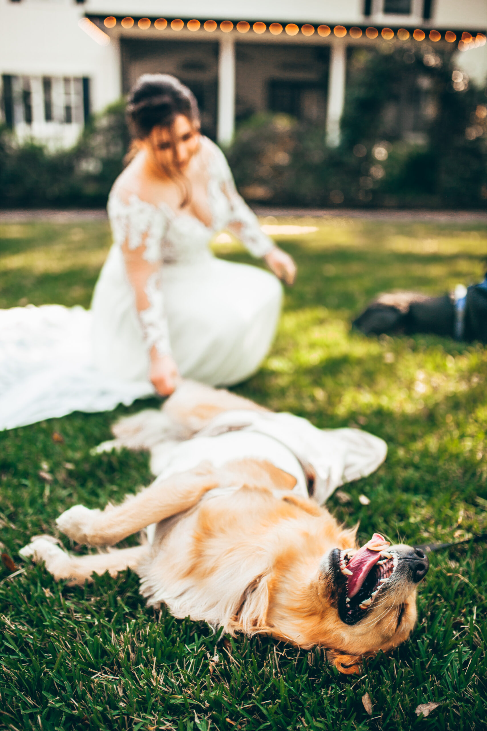 a dog rolling in the grass in front of a bride that's been blurred in the background